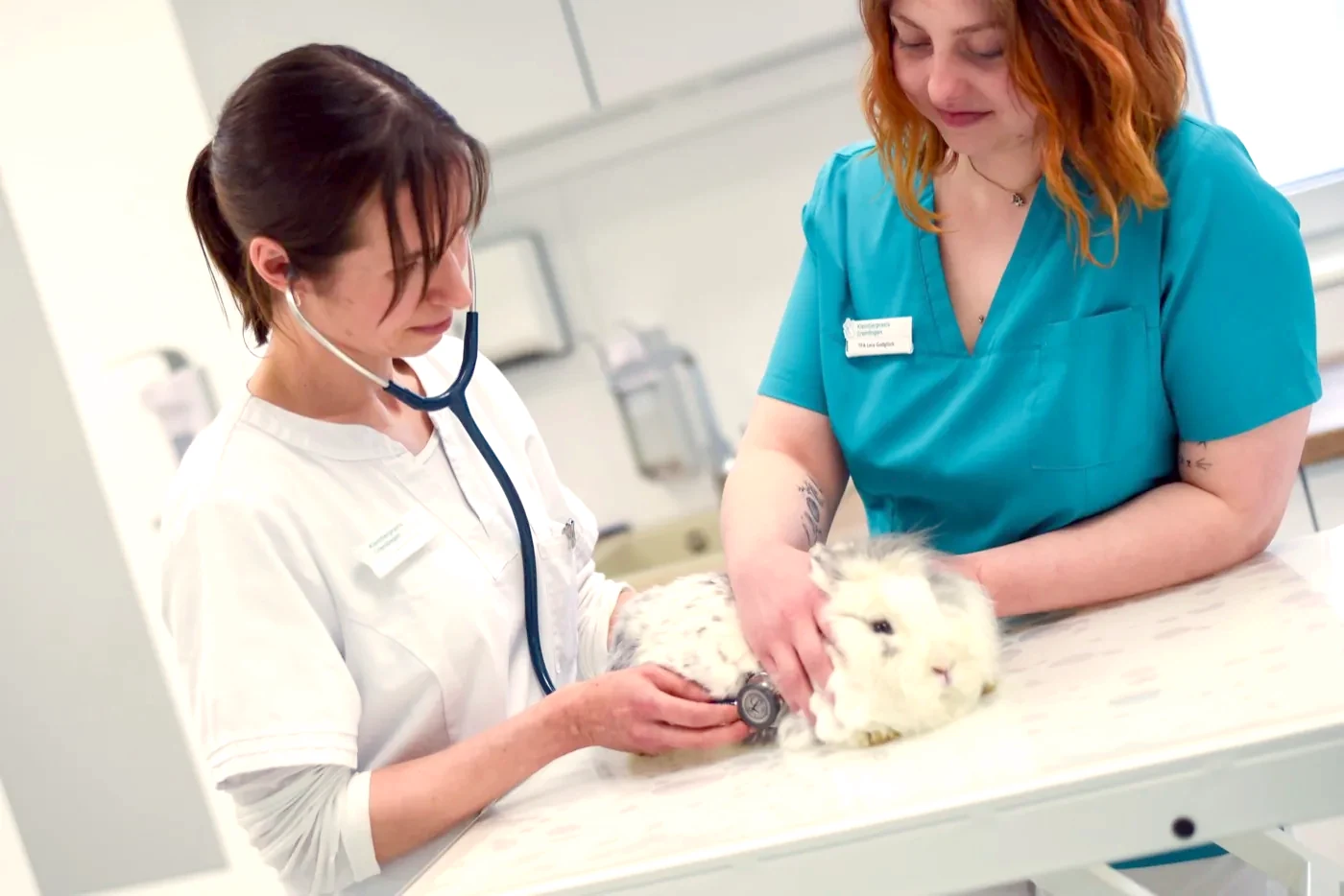 Examination of a rabbit during the small-pet consultation.