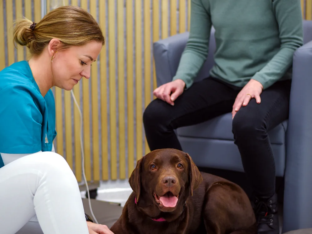 Relaxed examination of a Labrador on a floor mat, with the owner present.