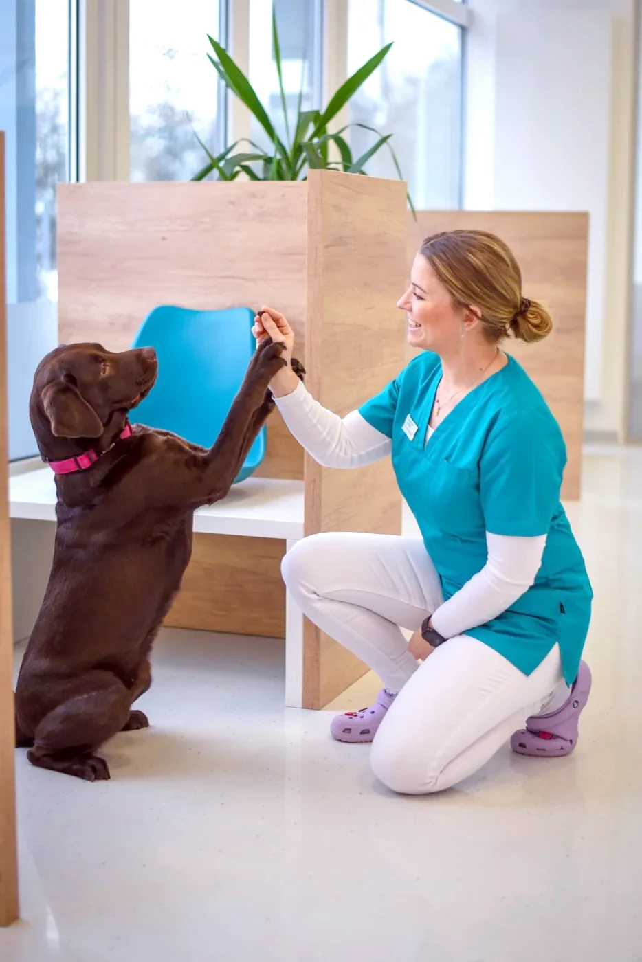 Veterinary assistant rewarding a Labrador with a treat.