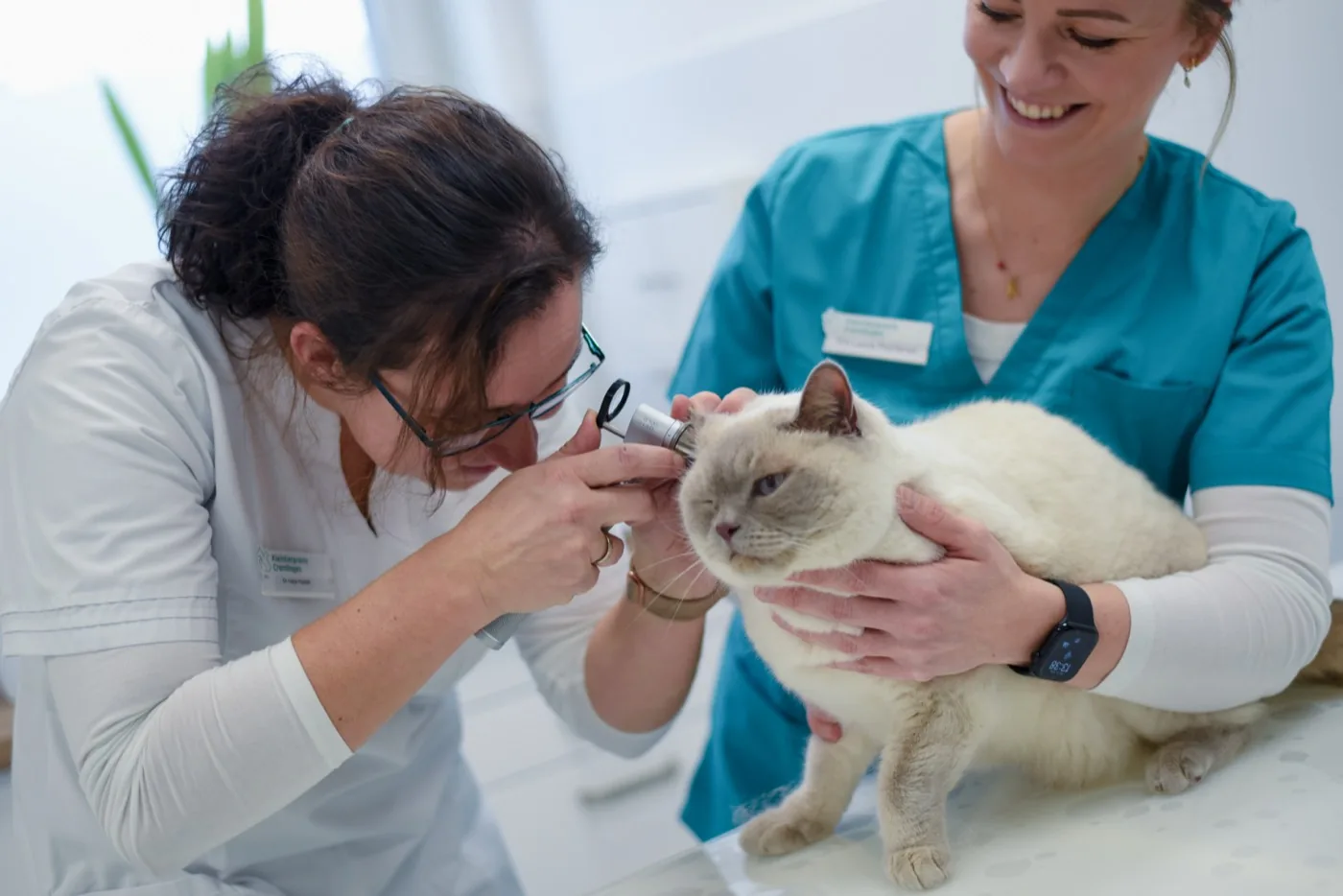 BISC bei Katzen: Ursachen, Symptome und Behandlung — Ratgeber der Kleintierpraxis Cremlingen