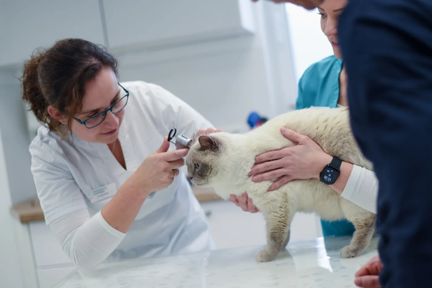 Katzenkranheiten: Katzenschnupfen, Schnupfen bei der Katze — Ratgeber der Kleintierpraxis Cremlingen