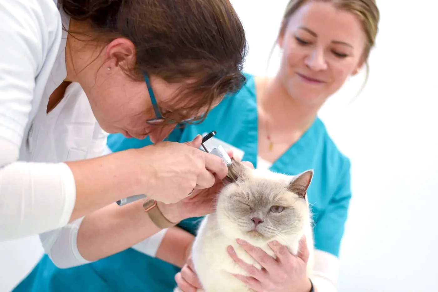 Ear examination of a cat with an otoscope at Kleintierpraxis Cremlingen.