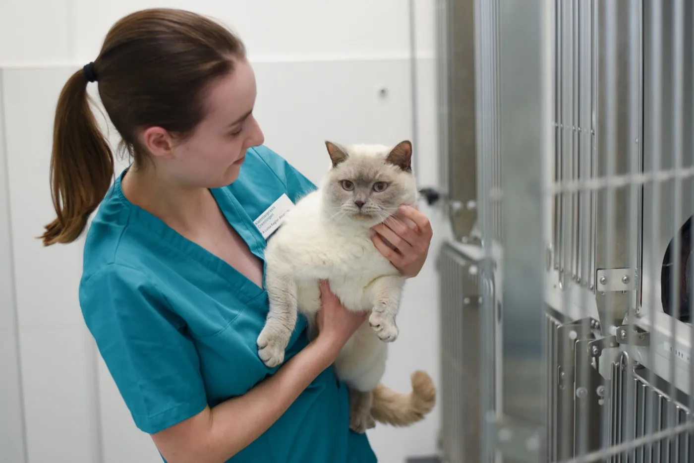 Kitten — Ratgeber der Kleintierpraxis Cremlingen