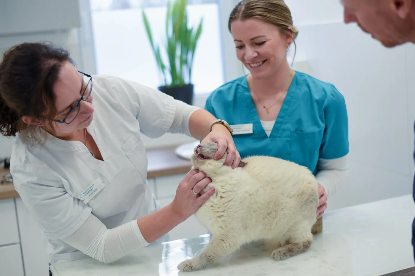 Diabetes Katze, Zucker, Übergewicht, viel Trinken — Ratgeber der Kleintierpraxis Cremlingen