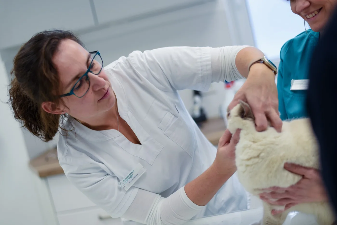 FIV Katze, Katzen-AIDS — Ratgeber der Kleintierpraxis Cremlingen
