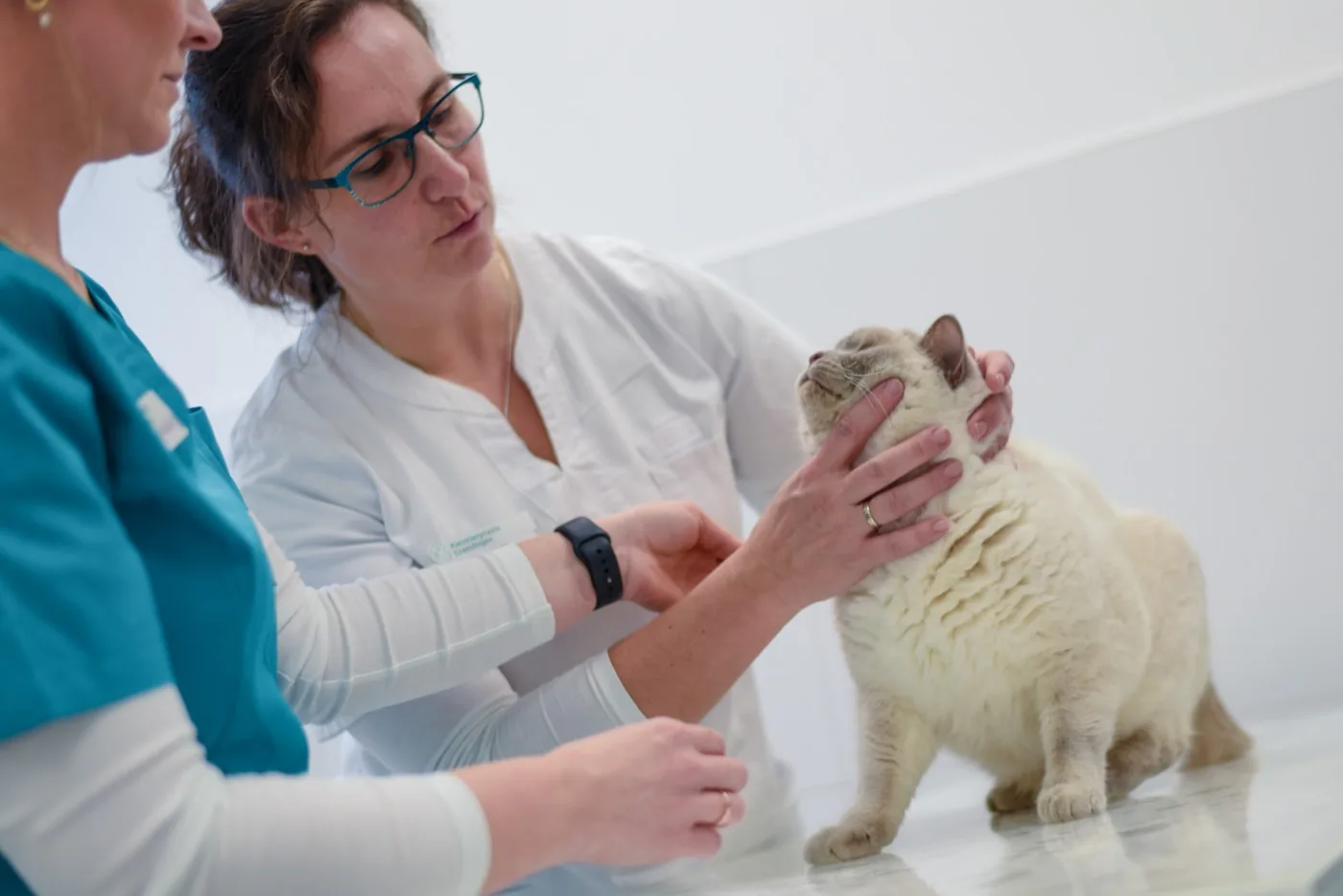 Arthrose Katze — Ratgeber der Kleintierpraxis Cremlingen