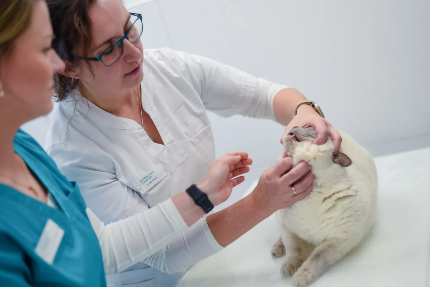 Zahnkontrolle bei einer Katze.