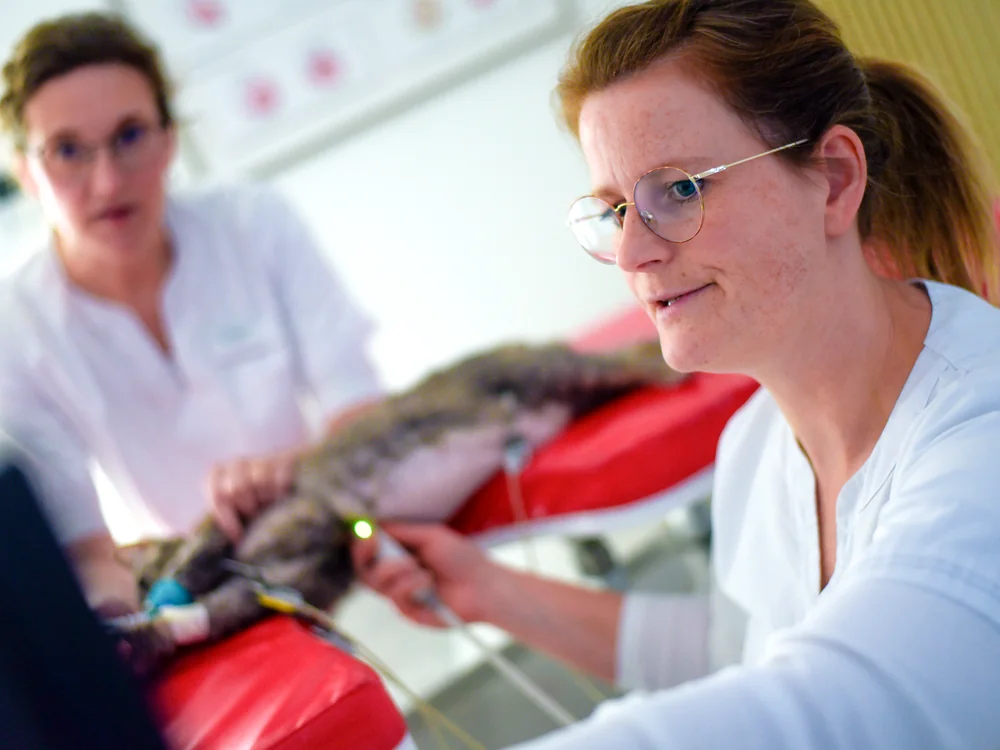 Ultrasound examination of a cat performed by two veterinarians at Kleintierpraxis Cremlingen.