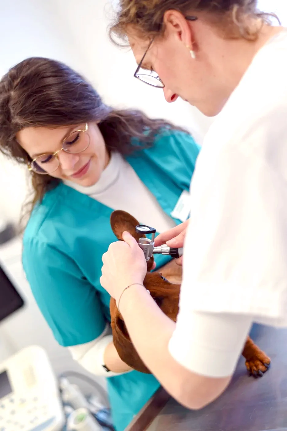 Two veterinarians at Kleintierpraxis Cremlingen examining a dachshund together.