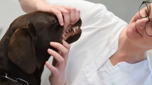 Tierzahnarzt führt eine professionelle Zahnbehandlung bei einem Hund durch.